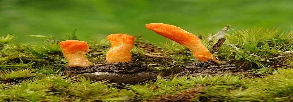 Te Latte Café - Cápsulas de Cordyceps militaris (CORDYCEPS) Te Latte Café - Cápsulas de Cordyceps militaris (CORDYCEPS)