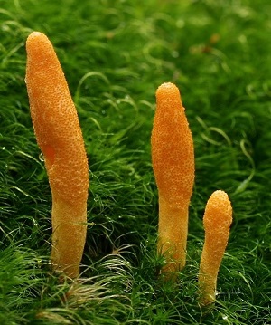 Te Latte Café - Cápsulas de Cordyceps militaris (CORDYCEPS)