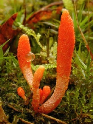 Te Latte Café - Cápsulas de Cordyceps militaris (CORDYCEPS) Te Latte Café - Cápsulas de Cordyceps militaris (CORDYCEPS)