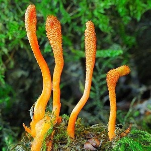 Te Latte Café - Cápsulas de Cordyceps militaris (CORDYCEPS) Te Latte Café - Cápsulas de Cordyceps militaris (CORDYCEPS)