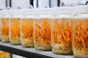 Te Latte Café - Cápsulas de Cordyceps militaris (CORDYCEPS)