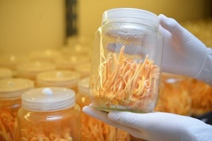 Te Latte Café - Cápsulas de Cordyceps militaris (CORDYCEPS)