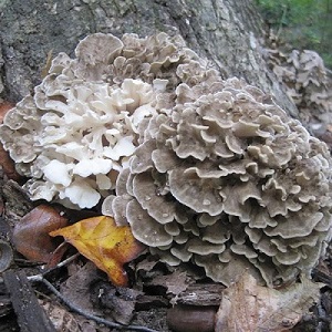Te Latte CaféElixir Fungi