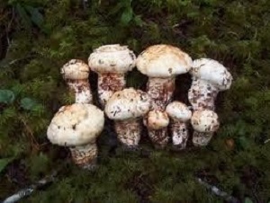 Te Latte CaféElixir de Tricholoma magnivelare (MATZUTAKE)