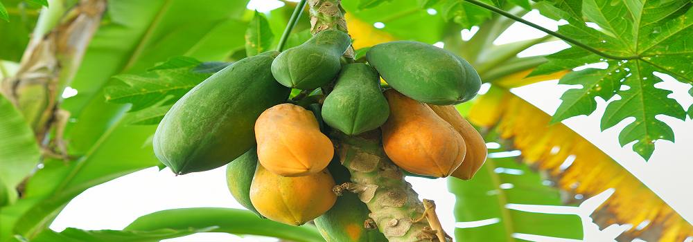 Te Latte CaféCápsulas de Carica papaya (PAPAINA)