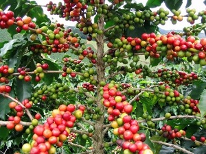 Te Latte Café - Puro Con Ganoderma Lucidum Te Latte Café - Te latte Cafe Puro Con Ganoderma Lucidum