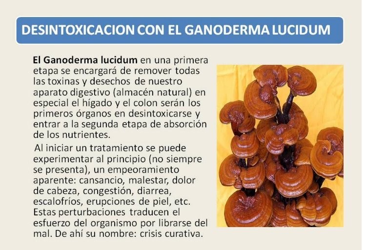 Te Latte Café - Puro Con Ganoderma Lucidum Te Latte Café - Te latte Cafe Puro Con Ganoderma Lucidum