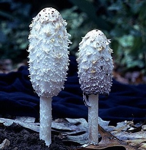 Te Latte Café - Cápsulas de Coprinus comatus (COPRINUS) Te Latte Café - Cápsulas de Coprinus comatus (COPRINUS)