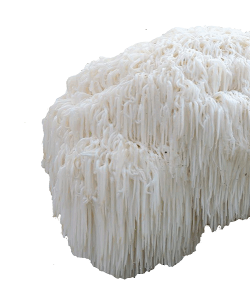 Te Latte CaféCápsulas de Hericium erinaceus (MELENA DE LEÓN)