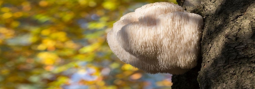 Te Latte CaféCápsulas de Hericium erinaceus (MELENA DE LEÓN)