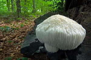 Te Latte CaféCápsulas de Hericium erinaceus (MELENA DE LEÓN)