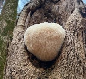 Te Latte CaféCápsulas de Hericium erinaceus (MELENA DE LEÓN)