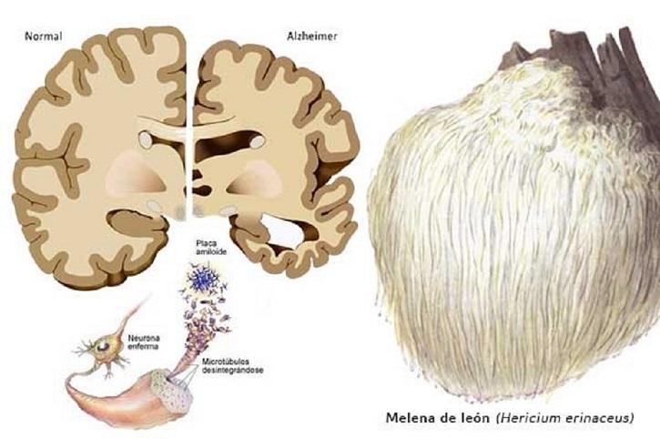 Te Latte CaféCápsulas de Hericium erinaceus (MELENA DE LEÓN)