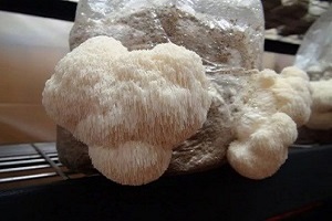 Te Latte CaféCápsulas de Hericium erinaceus (MELENA DE LEÓN)