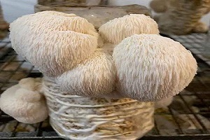 Te Latte CaféCápsulas de Hericium erinaceus (MELENA DE LEÓN)