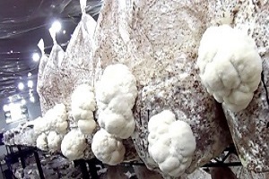 Te Latte CaféCápsulas de Hericium erinaceus (MELENA DE LEÓN)
